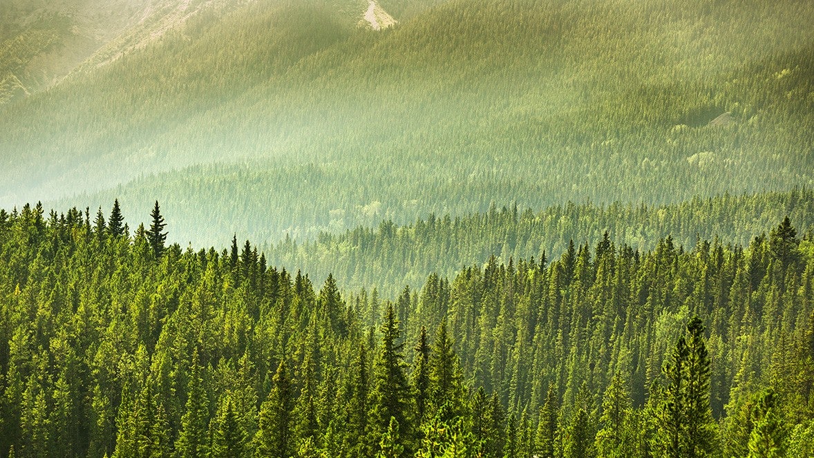imagen de bosque verde