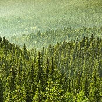 Ecológico