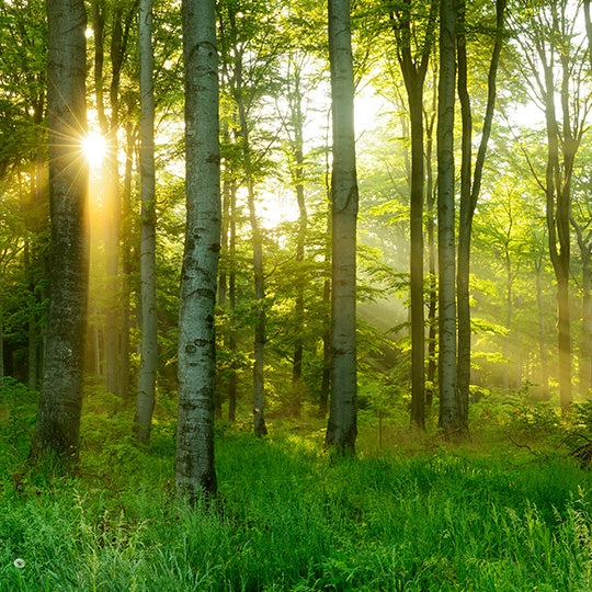 sol brillando a traves de arboles en el bosque